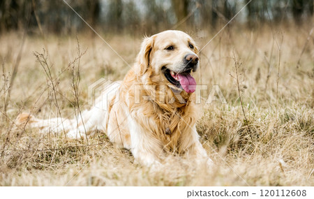 Adorable Golden Retriever dog outdoors 120112608