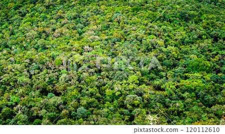 Aerial view of green forest 120112610