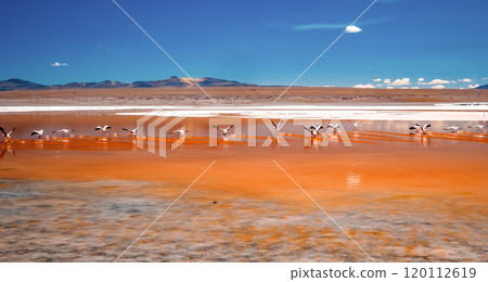 Pink flamingos at exciting lagoon in Bolivia 120112619