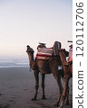 Camel crying out to the sea 120112706