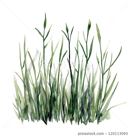 Watercolor illustration of grass blades on a transparent background. Perfect for natural design projects, eco-themed artwork, botanical illustrations, and minimalist nature-inspired compositions. 120113093