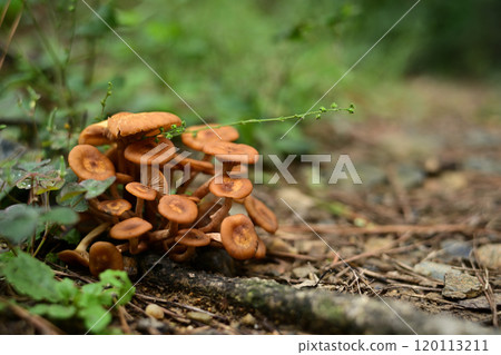 small mushrooms in the forest small mushrooms in the forest 120113211