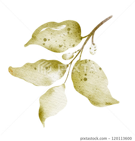 Watercolor hand drawn branch green leaf. Drawing of plant close up. Green peppermint leaf. Botanical decoration for tea packaging design and card, logo, label print. Illustration Single plant. 120113600