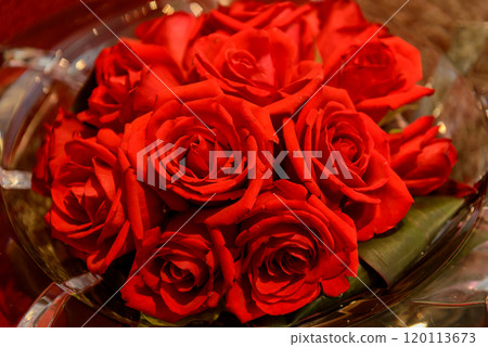 Red Rose Flower 120113673