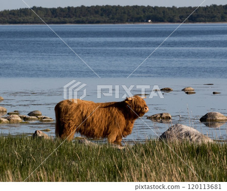 Highland cattle at the Baltic sea, on southern Gotland, Sweden. 120113681