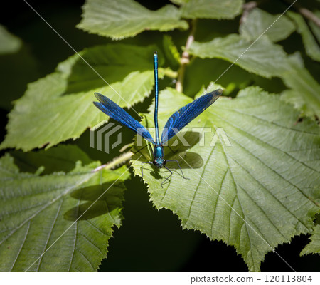 Common damselfly (Calopteryx virgo), National Park Slovak Paradise, Slovakia 120113804