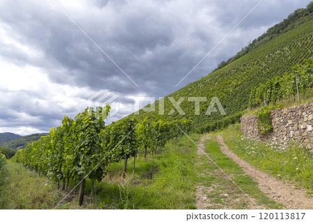 Typical Grand Cru vineyard in Thann, Haut-Rhin, Region Grand Est, Alsace, France 120113817