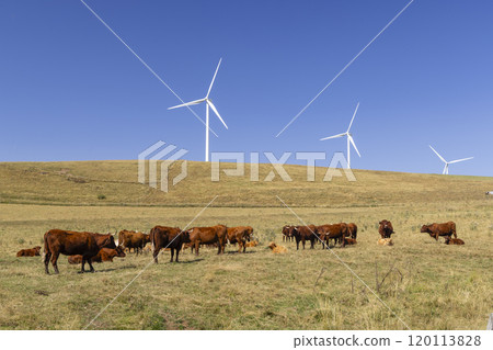cows in the pasture and behind them are wind turbines 120113828