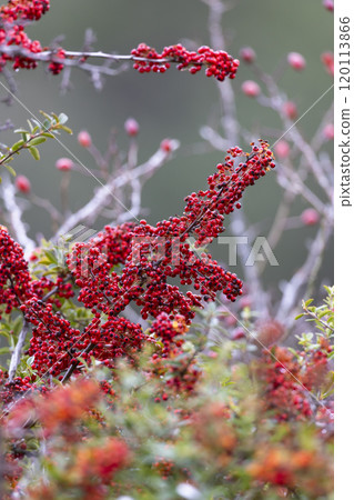 Cotoneaster Dammeri plant in autumn 120113866