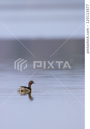 Little grebe (Tachybaptus ruficollis), Dehtar pond, Southern Bohemia, Czech Republic Little grebe (Tachybaptus ruficollis), Dehtar pond, Southern Bohemia, Czech Republic 120113877