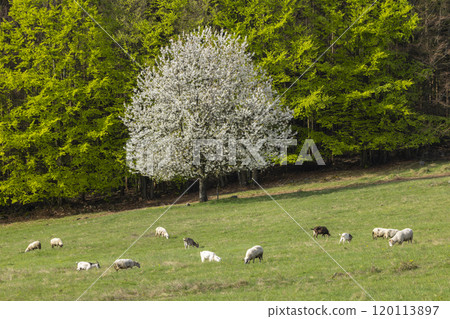 Sheep and goat herd in Polana mountains, Slovakia 120113897