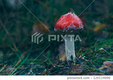 Young Amanita Muscaria, Known as the Fly Agaric or Fly Amanita Young Amanita Muscaria, Known as the Fly Agaric or Fly Amanita 120114000