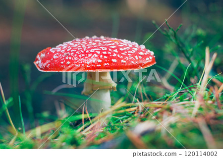 Mature Amanita Muscaria, Known as the Fly Agaric or Fly Amanita Mature Amanita Muscaria, Known as the Fly Agaric or Fly Amanita 120114002