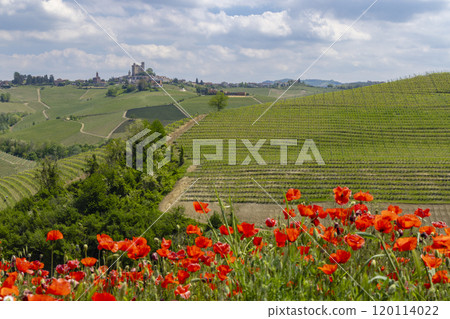 Typical vineyard near Castiglione Falletto, Barolo wine region, province of Cuneo, region of Piedmont, Italy 120114022