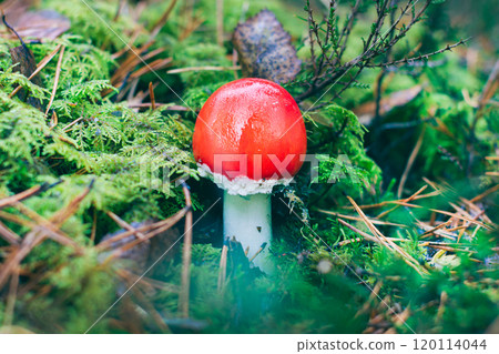 Young Amanita Muscaria, Known as the Fly Agaric or Fly Amanita Young Amanita Muscaria, Known as the Fly Agaric or Fly Amanita 120114044
