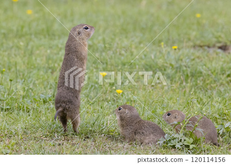 Ground squirrel colony (Syslovisko Biele vody), National park Muranska Planina, Slovakia 120114156