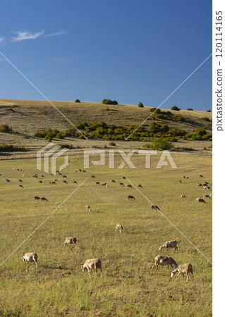 Herd of sheep near Millau, Occitanie, Departement Aveyron, France Herd of sheep near Millau, Occitanie, Departement Aveyron, France 120114165