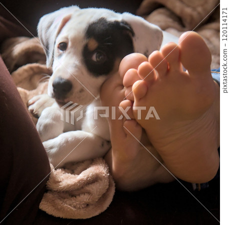 puppy and feet 120114171