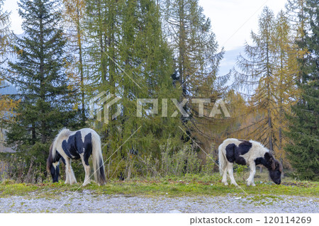 Landscape near Sella di Razzo and Sella di Rioda pass, Carnic Alps, Friuli-Venezia Giulia, Italy Landscape near Sella di Razzo and Sella di Rioda pass, Carnic Alps, Friuli-Venezia Giulia, Italy 120114269