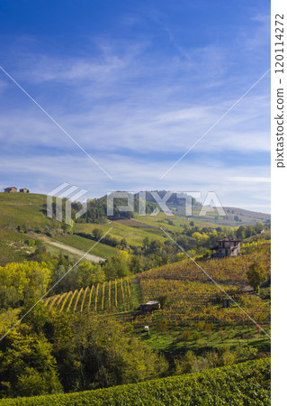 Typical vineyard near Barolo, Barolo wine region, province of Cuneo, region of Piedmont, Italy 120114272