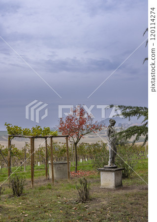 Typical vineyard near Castello di Razzano and Alfiano Natta, Barolo wine region, province of Cuneo, region of Piedmont, Italy Typical vineyard near Castello di Razzano and Alfiano Natta, Barolo wine region, province of Cuneo, region of Piedmont, Italy 120114274