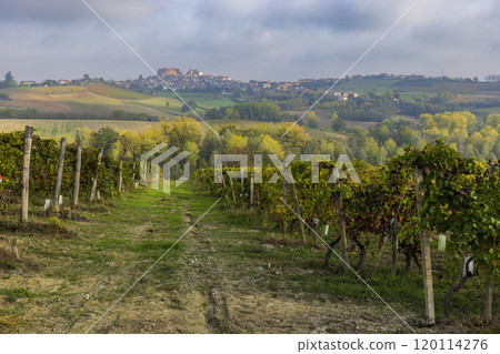 Typical vineyard near Cascina Montalbera and Montemagno Monferrato, Castagnole Monferrato, Piedmont, Italy 120114276