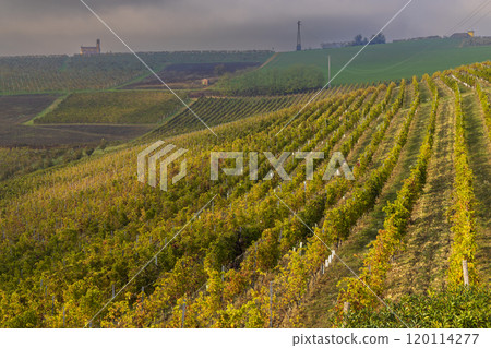 Typical vineyard near Cascina Montalbera and Montemagno Monferrato, Castagnole Monferrato, Piedmont, Italy 120114277