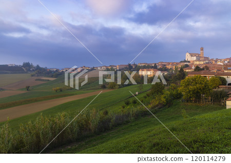 Typical vineyard near Grana Monferrato, Piedmont, Italy 120114279