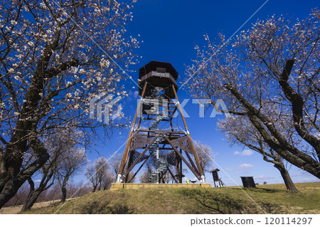 Almond tree orchard in Hustopece, South Moravia, Czech Republic Almond tree orchard in Hustopece, South Moravia, Czech Republic 120114297