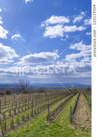 Vineyard near Velke Bilovice, Southern Moravia, Czech Republic Vineyard near Velke Bilovice, Southern Moravia, Czech Republic 120114304