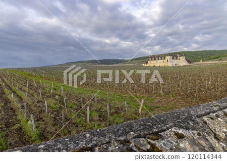 Typical vineyards near Clos de Vougeot, Cote de Nuits, Burgundy, France 120114344