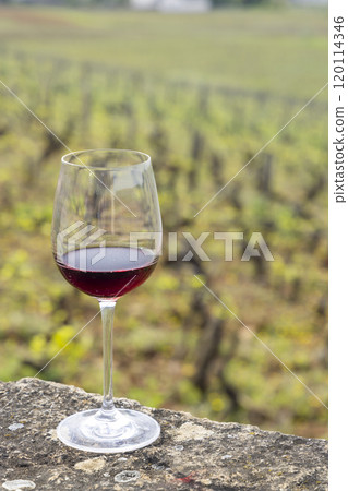 Glass of pinot noir red wine in early spring vineyards near Aloxe-Corton, Burgundy, France 120114346