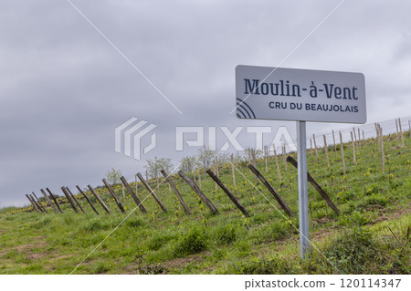 Spring vineyards near Julienas in Beaujolais, Burgundy, France 120114347