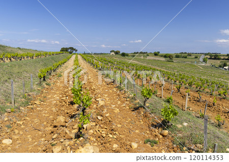 Typical vineyard with stones near Chateauneuf-du-Pape, Cotes du Rhone, France Typical vineyard with stones near Chateauneuf-du-Pape, Cotes du Rhone, France 120114353
