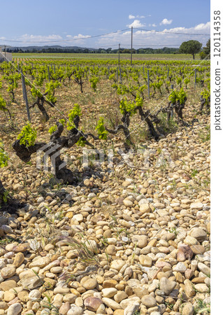 Typical vineyard with stones near Chateauneuf-du-Pape, Cotes du Rhone, France Typical vineyard with stones near Chateauneuf-du-Pape, Cotes du Rhone, France 120114358