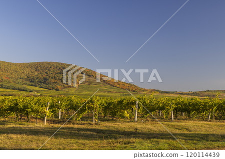 Autumn vineyard, Tokaj region, Great Plain and North, Hungary Autumn vineyard, Tokaj region, Great Plain and North, Hungary 120114439