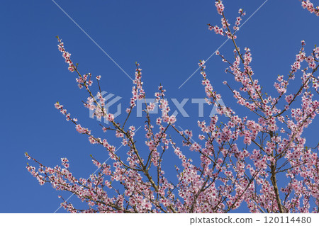 pink twigs blooming in spring 120114480