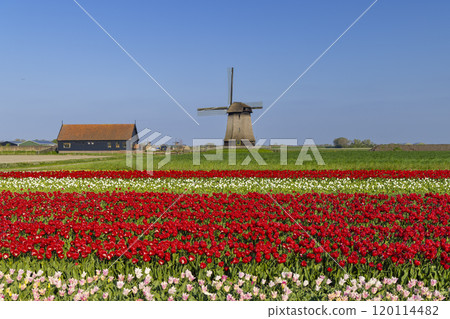 Field of tulips with Ondermolen windmill near Alkmaar, The Netherlands 120114482