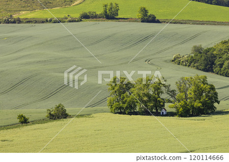 Landscape with chapel of St. Barborkas near Strazovice, Southern Moravia, Czech Republic Landscape with chapel of St. Barborkas near Strazovice, Southern Moravia, Czech Republic 120114666