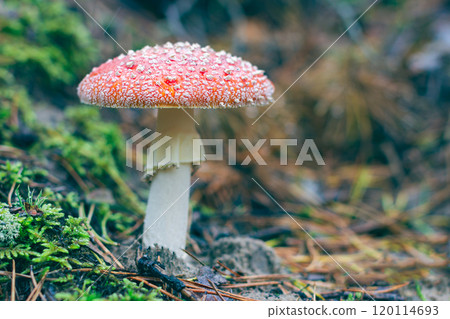 Mature Amanita Muscaria, Known as the Fly Agaric or Fly Amanita Mature Amanita Muscaria, Known as the Fly Agaric or Fly Amanita 120114693