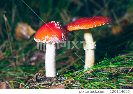 Two Amanita Muscaria, Known as the Fly Agaric or Fly Amanita 120114695