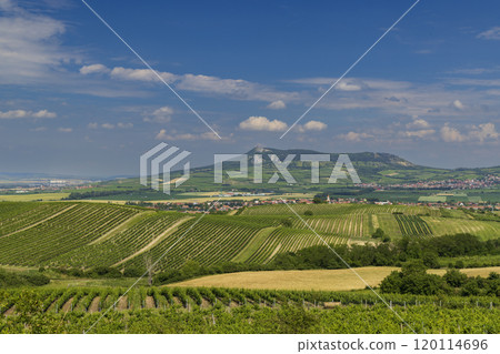 Vineyards under Palava,  Southern Moravia, Czech Republic 120114696