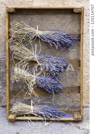 Four bouquet of dried lavender, hanged up 120114707