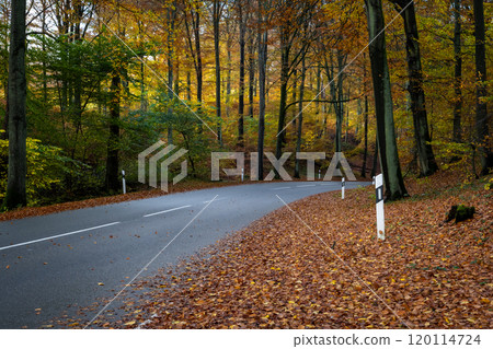 A beautiful view of colourful autumn forest. Picture from a National park in Scania, southern Sweden 120114724