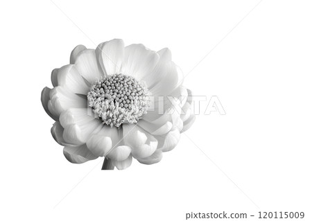 beautiful white flower with delicate petals and intricate details, showcasing nature elegance and simplicity. Perfect for floral designs or nature themed projects 120115009