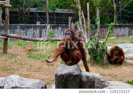 Orangutans Orang Utan in Vietnam Phu Quoc Island Safari 120115217