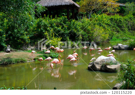 Flamingos courting just in advance of mating season 120115220