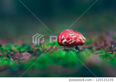 Young Amanita Muscaria, Known as the Fly Agaric or Fly Amanita Young Amanita Muscaria, Known as the Fly Agaric or Fly Amanita 120115239