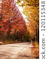 Autumnal leaves lined with trees 120115348