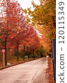Autumnal leaves lined with trees 120115349